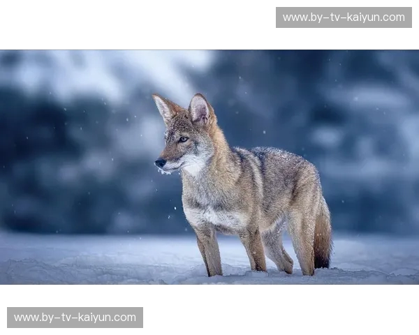 冰原狼群VS深海巨轮：一场决定西部版图的“王座博弈”